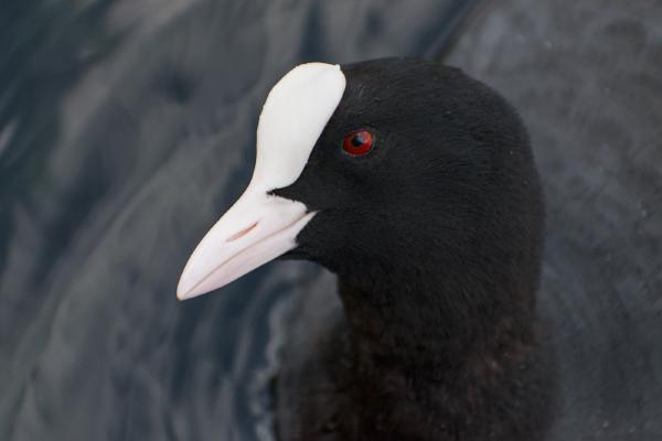 Dutch Summer and Fall