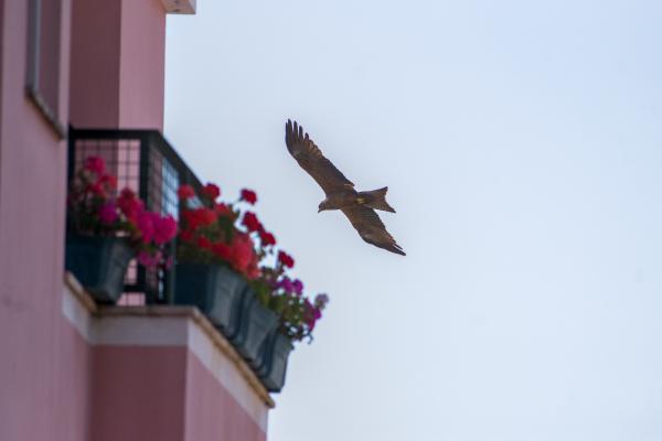 Author: Joao Delille