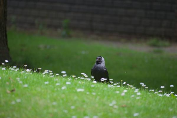 Author: Joao Delille