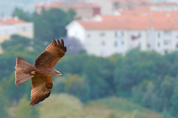 Author: Joao Delille