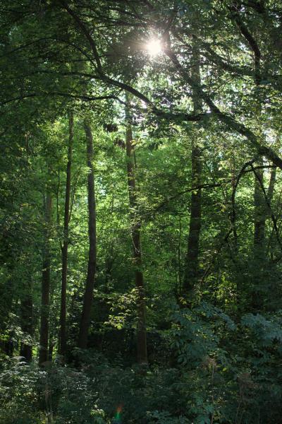 Author: Joao Delille