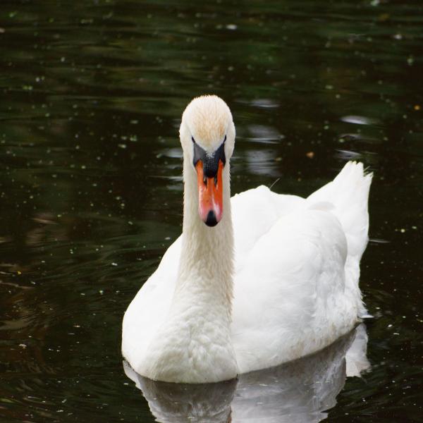 Author: Joao Delille