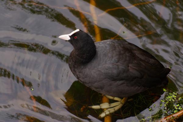 Author: Joao Delille