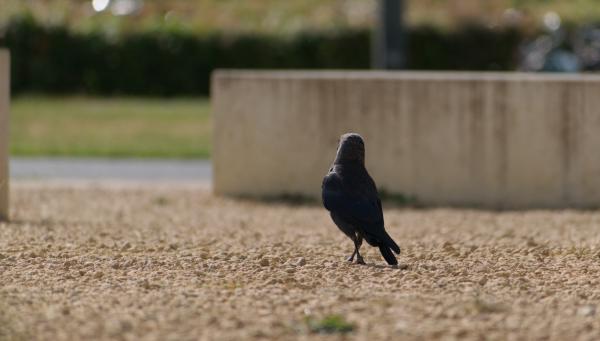 Author: Joao Delille