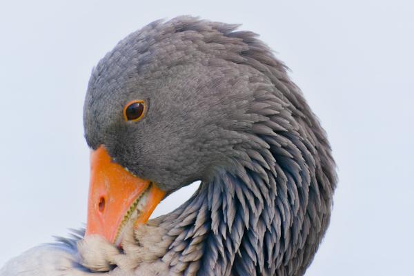 Author: Joao Delille